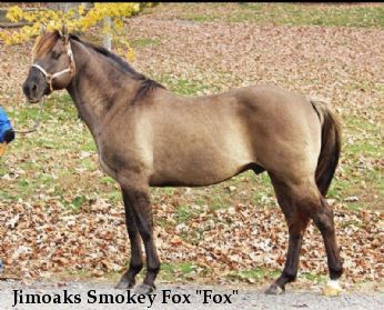 Jimoaks Smokey Fox "Fox"